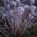 Allium senescens, Allium senescens ssp. senescens