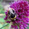 Allium sphaerocephalon, Hummel auf Zierlauch