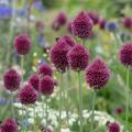 Kleinbltiger Zierlauch, Allium sphaerocephalon