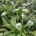 Brlauchpflanzen, Allium ursinum