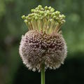 Allium 'Forelock'