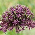 Allium 'Miami'