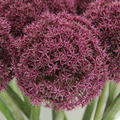 Allium 'Ostara'