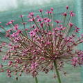 Grossbltiger Zierlauch 'Toabago' (Allium 'Toabago')