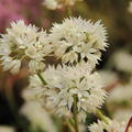 Allium amplectens 'Graceful Beauty'