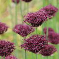 Allium atropurpureum