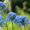 Allium caeruleum