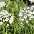 Allium cowanii, Zierlauch