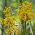 Allium flavum