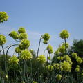 Allium obliquum 