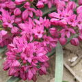 Allium oreophilum 'Baltimore'