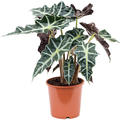 Alocasia 'Polly', Tuff, im 17cm Topf, Hhe 45cm, Breite 35cm