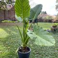 Alocasia 'Portodora', Alocasia 'Portodora'