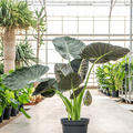 Alocasia 'Regal Shields', im 35cm Topf, Hhe 125cm, Breite 90cm