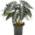 Alocasia amazonica 'Darf', Busch, im 21cm Topf, Hhe 60cm, Breite 45cm