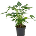 Alocasia cucullata 'Aurea', Multi Stamm, im 24cm Topf, Hhe 80cm, Breite 60cm