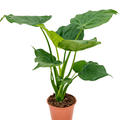 Alocasia cucullata, Busch, im 19cm Topf, Hhe 60cm, Breite 55cm