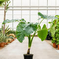 Alocasia macrorrhizos, Stamm, im 27cm Topf, Hhe 100cm, Breite 90cm