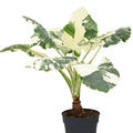 Alocasia macrorrhizos variegata, Stamm, im 34cm Topf, Hhe 130cm, Breite 120cm