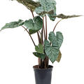 Alocasia sarawakensis 'Yucatan princess', Busch, im 24cm Topf, Hhe 120cm, Breite 90cm