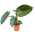 Alocasia wentii, Tuff, im 19cm Topf, Hhe 65cm, Breite 45cm