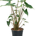 Alocasia zebrina 'Siberian Tiger', Tuff 2pp, im 19cm Topf, Hhe 60cm, Breite 40cm