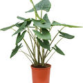 Alocasia zebrina, Tuff 2pp, im 32cm Topf, Hhe 140cm, Breite 70cm