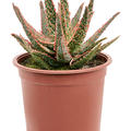 Aloe 'Pink Blush', im 17cm Topf, Hhe 25cm, Breite 22cm