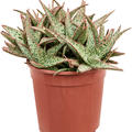 Aloe 'Vito', im 17cm Topf, Hhe 25cm, Breite 22cm