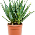 Aloe arborescens, Verzweigt, im 21cm Topf, Hhe 55cm, Breite 40cm