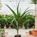 Aloe bainesii (barberae), Stamm, im 32cm Topf, Hhe 170cm, Breite 140cm