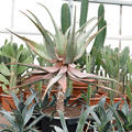 Aloe comosa, Stamm, im 38cm Topf, Hhe 110cm, Breite 80cm