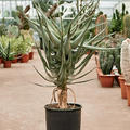 Aloe dichotoma (100-120), Stamm, im 30cm Topf, Hhe 110cm, Breite 70cm