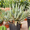 Aloe ferox, Stamm, im 37cm Topf, Hhe 110cm, Breite 80cm