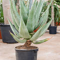 Aloe marlothii, Stamm, im 45cm Topf, Hhe 120cm, Breite 100cm