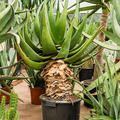 Aloe tomentosa (100-120), Stamm, im 36cm Topf, Hhe 110cm, Breite 60cm
