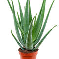 Aloe vera barbadensis, im 19cm Topf, Höhe 60cm, Breite 30cm