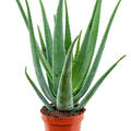 Aloe vera barbadensis, im 19cm Topf, Hhe 60cm, Breite 30cm