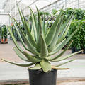 Aloe wickensii hybrid, Busch, im 45cm Topf, Hhe 100cm, Breite 100cm