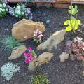 Alpenveilchen Pink (8er Set), Cyclamen persicum