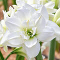 Hippeastrum 'Akiko', amaryllis