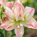 Hippeastrum 'Aphrodite', Amaryllis