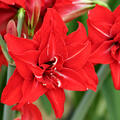 Hippeastrum Double Delicious, Amaryllis