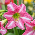 Hippeastrum 'Estella', Amaryllis