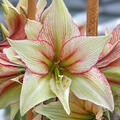 Hippeastrum 'Green Magic'�, Amaryllis