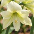 Hippeastrum 'Lemon Star', Amaryllis