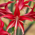Hippeastrum Quito, Amaryllis