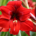 Hippeastrum 'Red Lion', Amaryllis