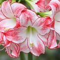 Amaryllis Spotlight, Hippeastrum