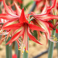 Hippeastrum 'Sumatra', Amaryllis